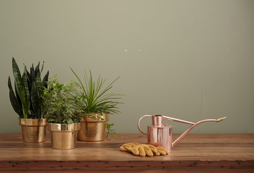 Descubra como vender plantas pela internet