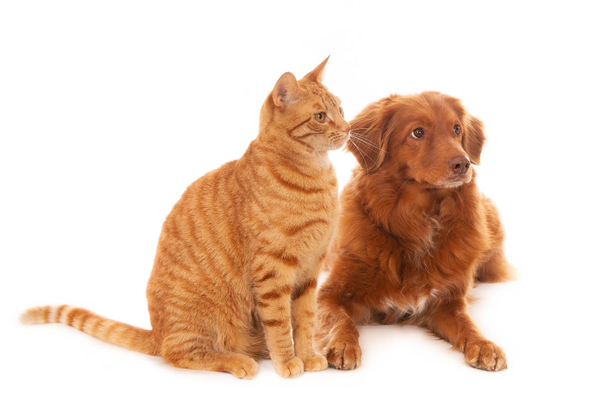 Imagem ilustrativa de como abrir um pet shop